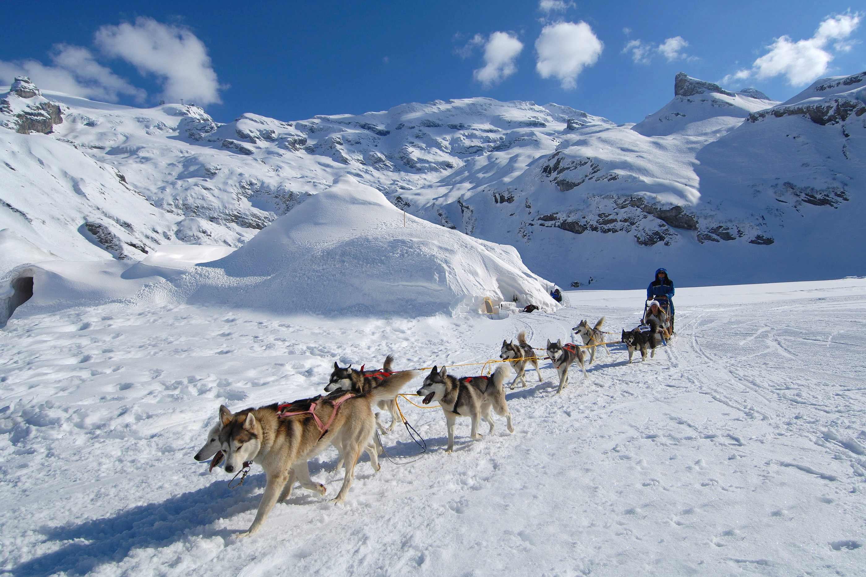Engelberg Ski Resort - Husky rides